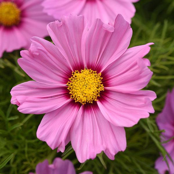 Sonata™ Pink Blush Cosmos - Bloom