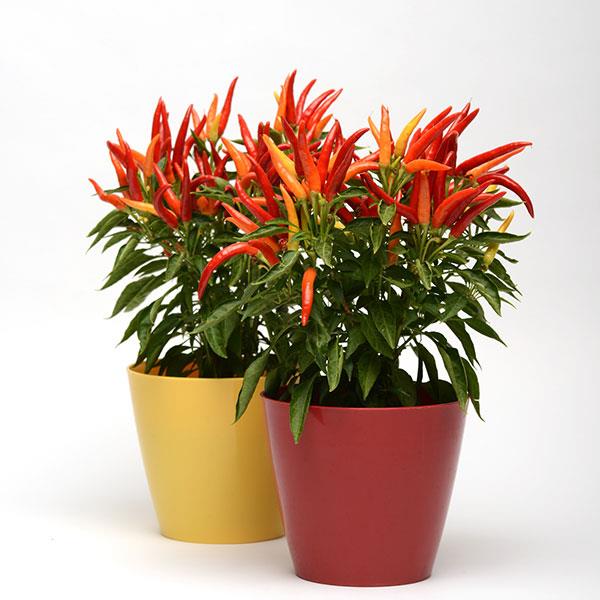 How to Grow and Care for Ornamental Peppers