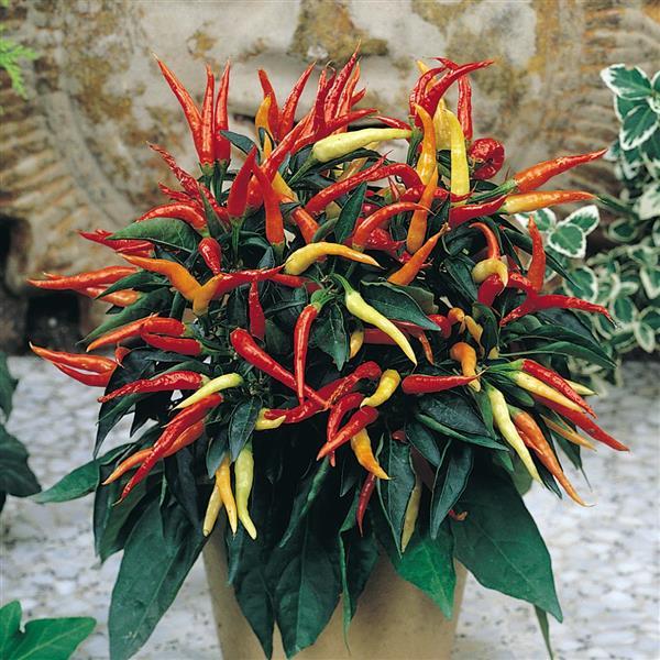 Medusa Ornamental Pepper - Container