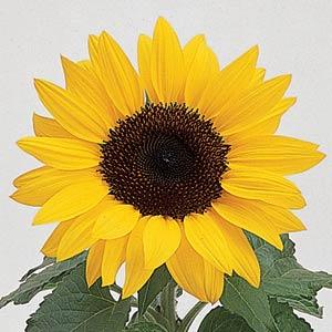 Ballad Sunflower - Bloom