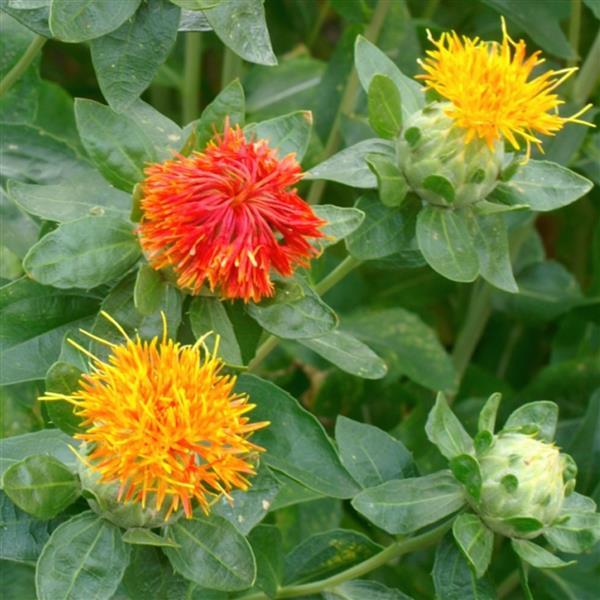 Safflower, Dark Orange-Red