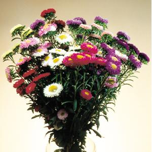Matsumoto Mix Cut Flower Aster - Container