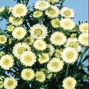 Matsumoto Yellow Cut Flower Aster - Bloom