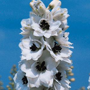 Delphinium Pacific Giants Percival - Bloom