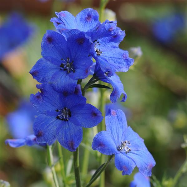 Delphinium Diamonds Blue - Bloom