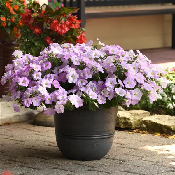 Wave® Misty Lilac Spreading Petunia - Container