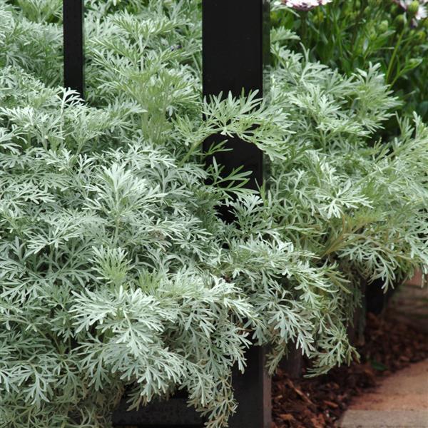 Artemisia arborescens Powis Castle - Landscape