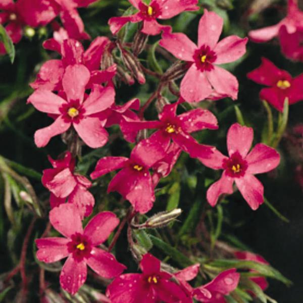 Phlox subulata Crimson Beauty - Bloom