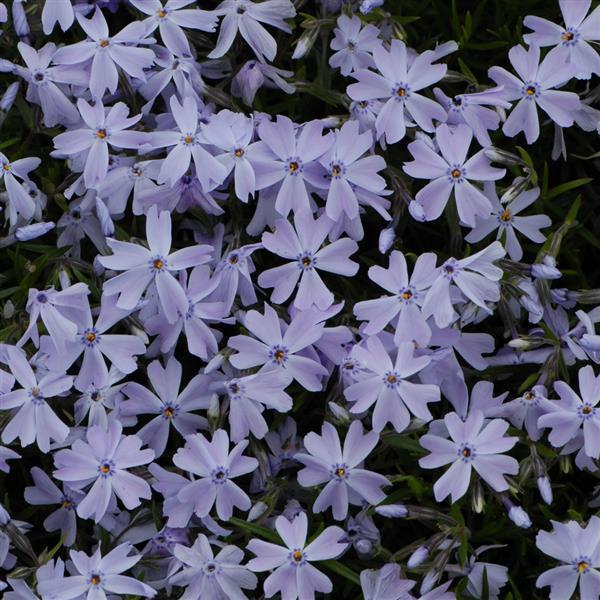 Phlox subulata Emerald Blue - Bloom