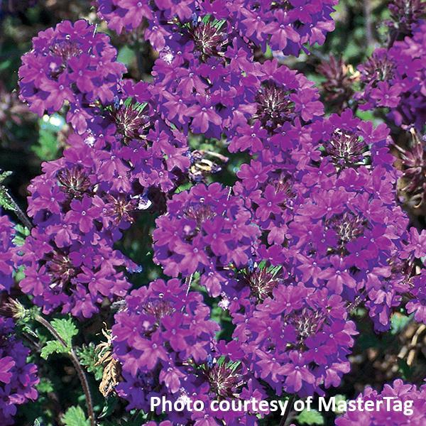 Verbena Homestead Purple - Bloom
