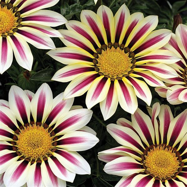 Big Kiss White Flame Gazania