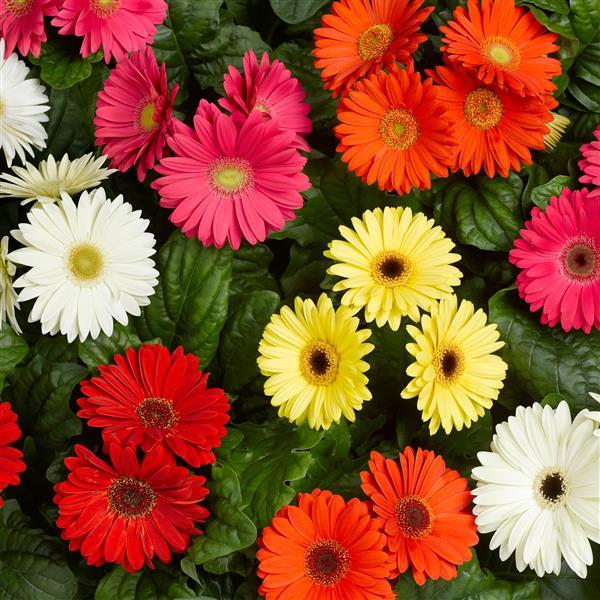 Bengal Mix Gerbera