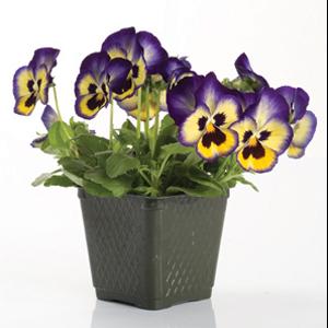 Blueberry Thrill Pansy - Container