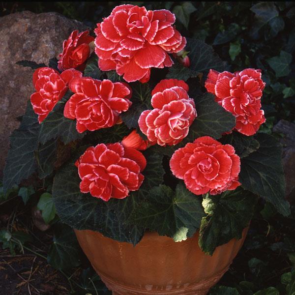 AmeriHybrid® Picotee Lace Red Tuberous Begonia - Container
