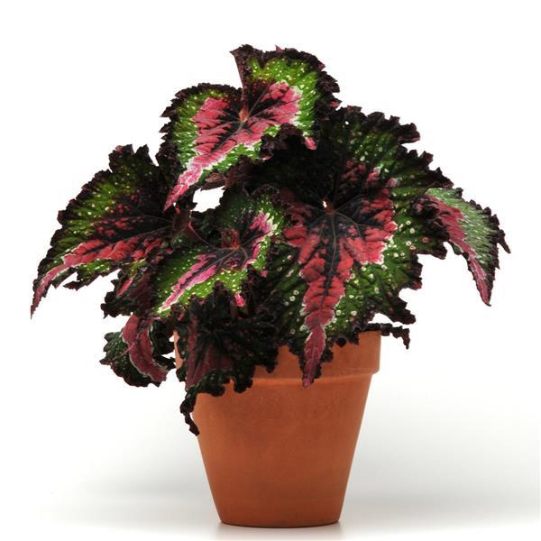 Jurassic™ Watermelon Rex Begonia - Container