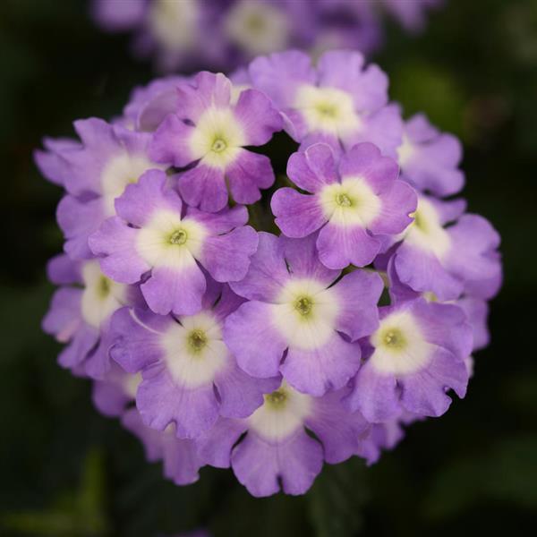 Blues™ Lavender+Eye Verbena - Bloom