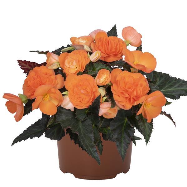 I'Conia First Kiss Orange Begonia