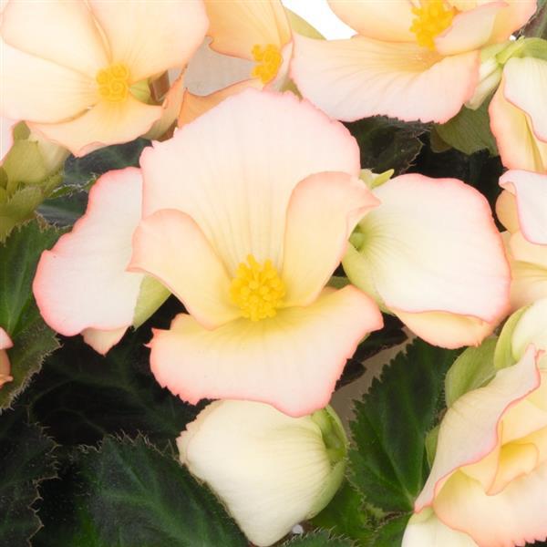 I'Conia Upright Apricot Begonia - Bloom