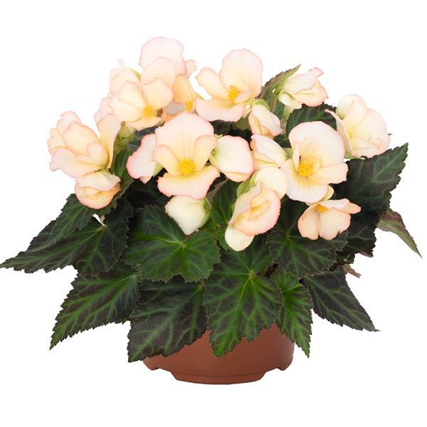 I'Conia Upright Apricot Begonia - Container