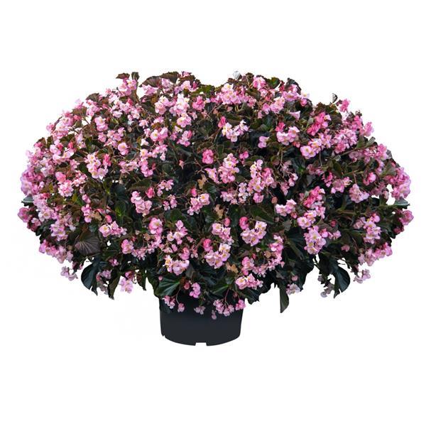 Stonehedge Light Pink Bronze Leaf Begonia - Container