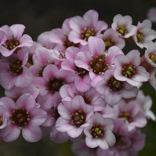 Bergenia Peppermint Patty - Bloom