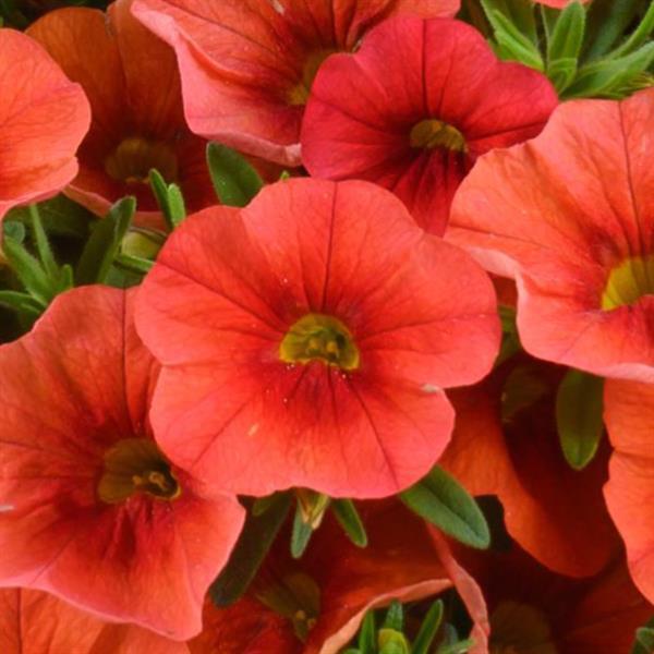 Colibri Tangerine Calibrachoa - Bloom