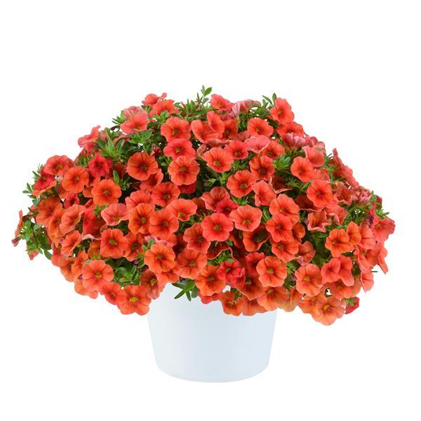 Colibri Tangerine Calibrachoa - Container