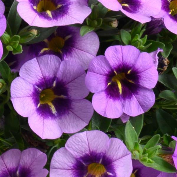 Colibri Spark Purple Calibrachoa - Bloom