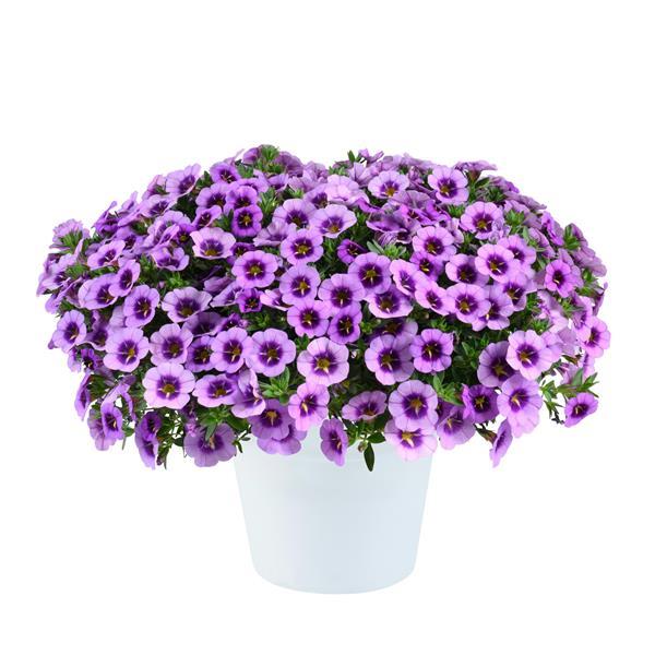 Colibri Spark Purple Calibrachoa - Container