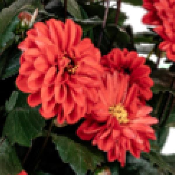 Revelation Red Dahlia - Bloom