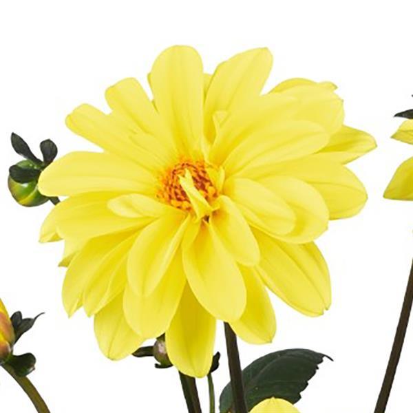 Revelation Yellow Dahlia - Bloom