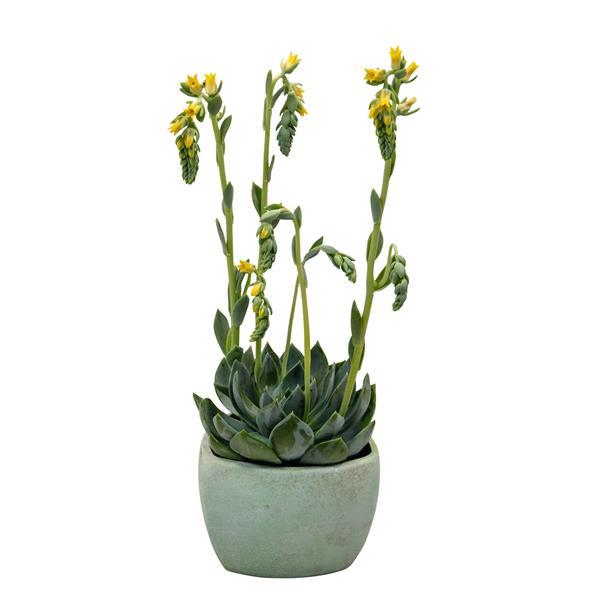 Urban Yellow Echeveria - Container