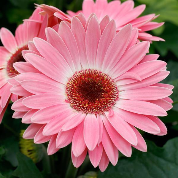 Majorette Pink Halo Gerbera - Bloom
