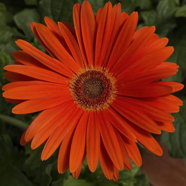 Majorette Orange Dark Eye Gerbera - Bloom