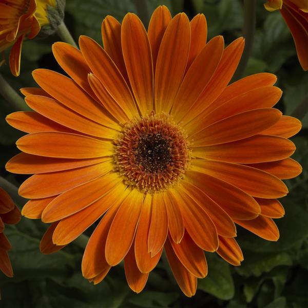 Majorette Sunset Orange Light Eye Gerbera - Bloom