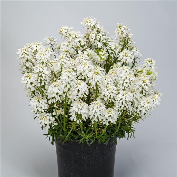 Iberis Whistler White - Container