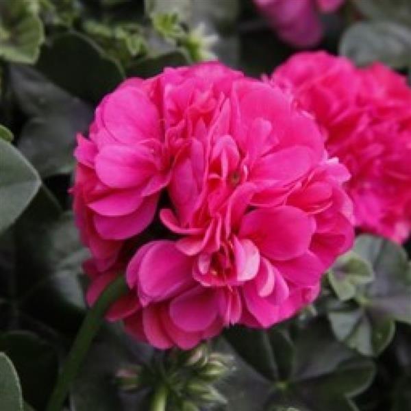 Great Balls of Fire Hot Pink Ivy Geranium - Bloom