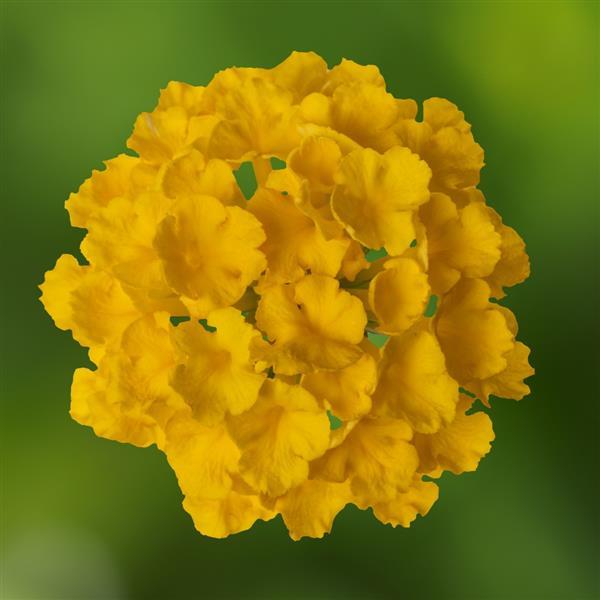 Bandolero Lemon Lantana - Bloom