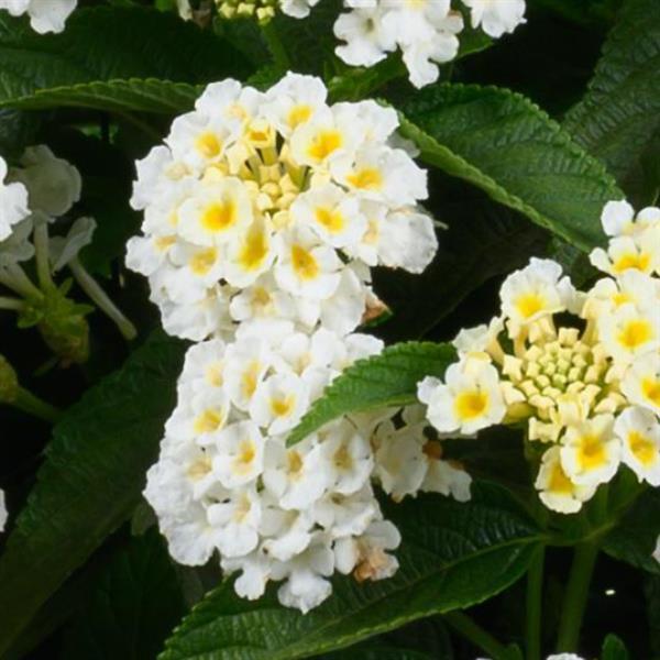 Gem Pearl Lantana - Bloom