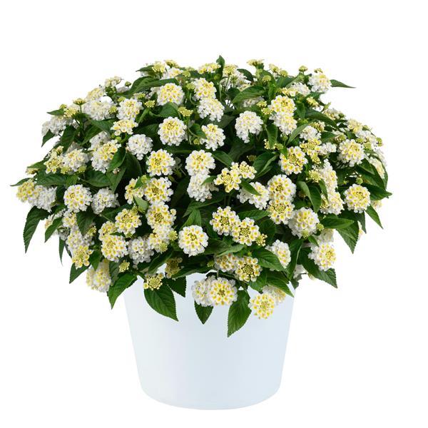 Gem Pearl Lantana - Container