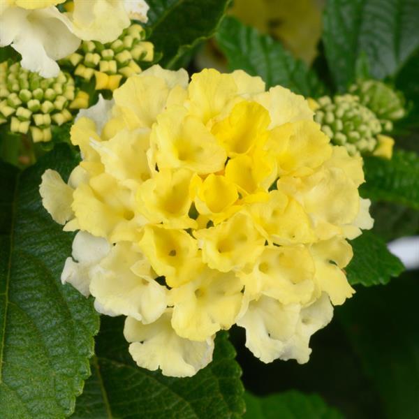 Gem Lemon Quartz Lantana - Bloom