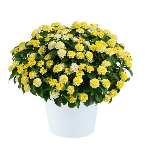 Gem Lemon Quartz Lantana - Container