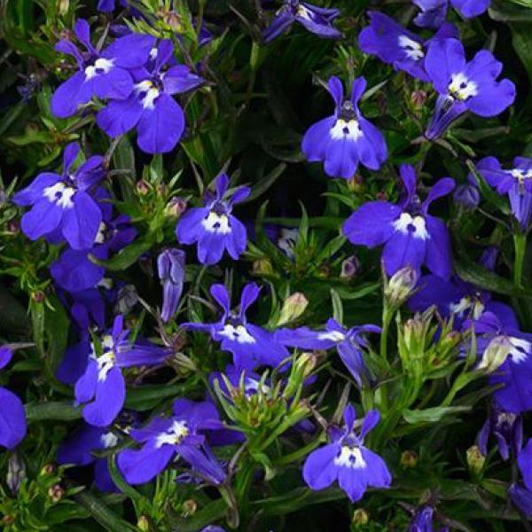 Glow Blue Volt Lobelia