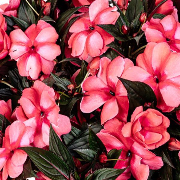 Magnum Rose Star New Guinea Impatiens - Bloom