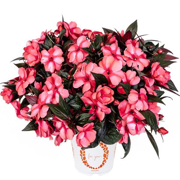 Magnum Rose Star New Guinea Impatiens - Container