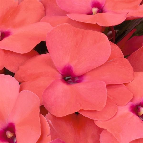 Magnum Light Salmon New Guinea Impatiens - Bloom