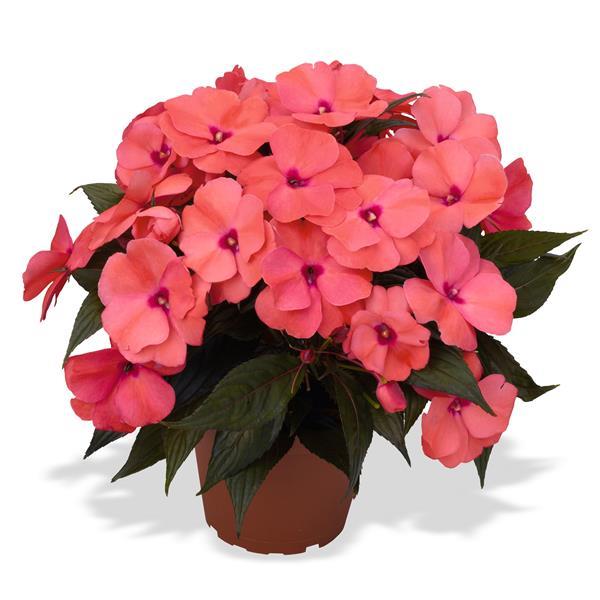 Magnum Light Salmon New Guinea Impatiens - Container