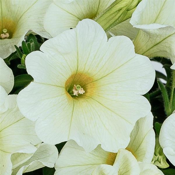 Durabloom Lime Petunia - Bloom