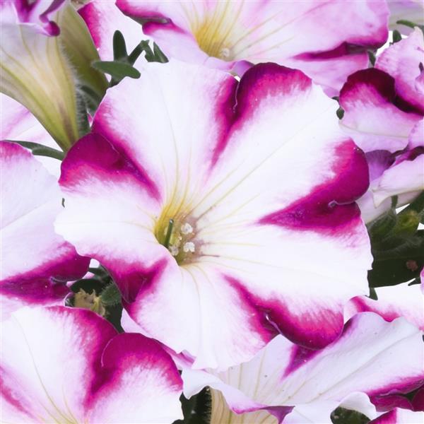 Sweetunia Purple Star Petunia - Bloom