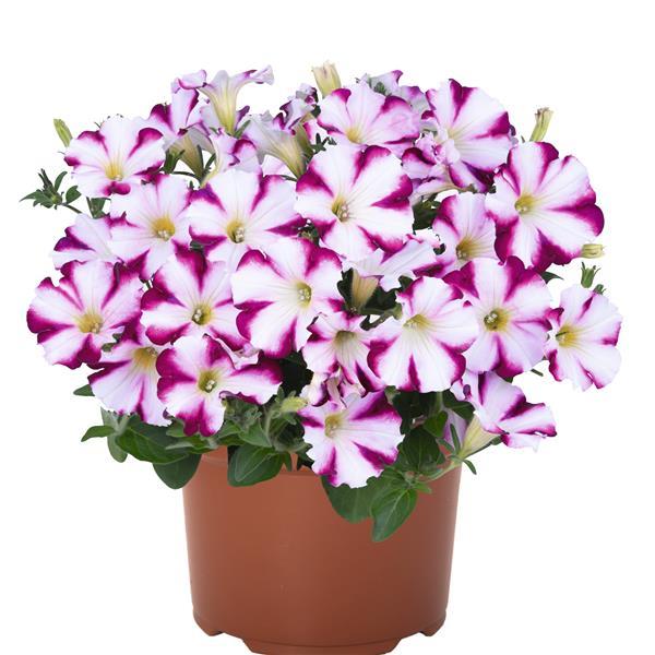 Sweetunia Purple Star Petunia - Container